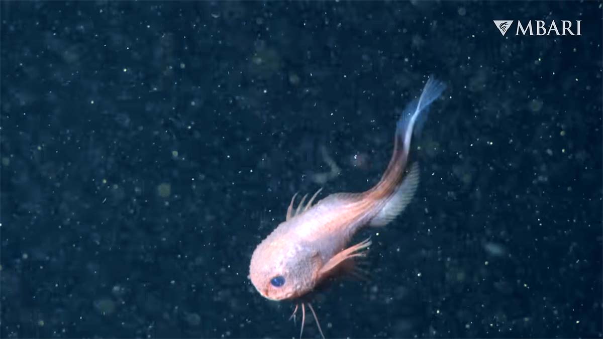 Bumpy cute pink fish