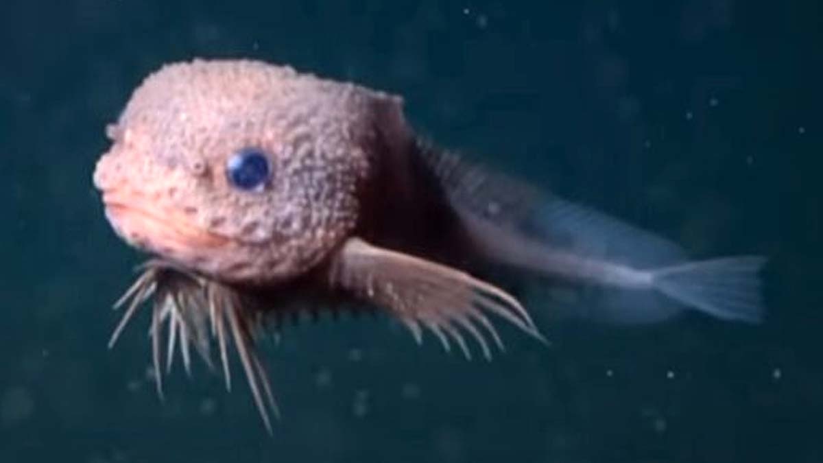 Bumpy cute pink fish