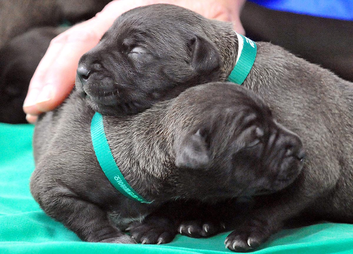 celebrities cloning pets