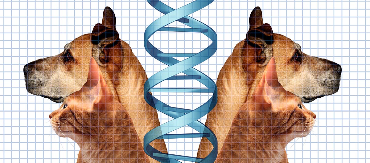 celebrities cloning pets