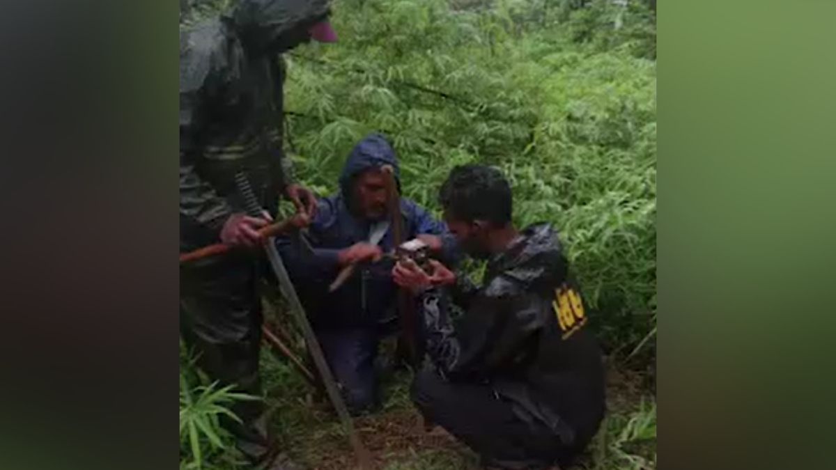 chandrapur tiger attack 25 year old man killed camera traps installed chandrapur tiger attack 25 year old man killed camera traps installed