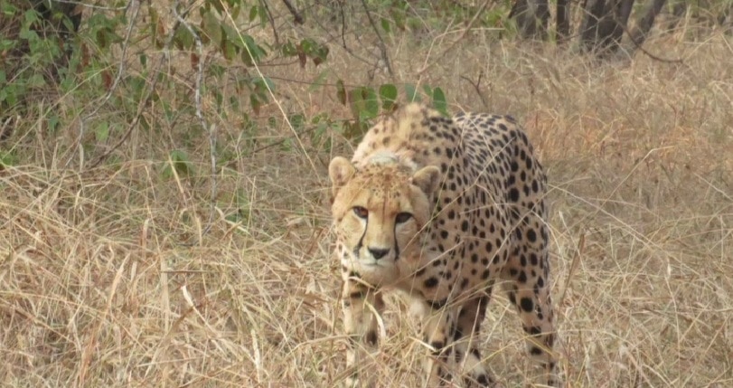 Cheetahs run in forest of Kuno National Park