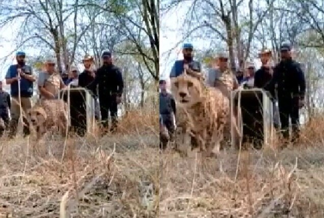 Cheetahs run in forest of Kuno National Park
