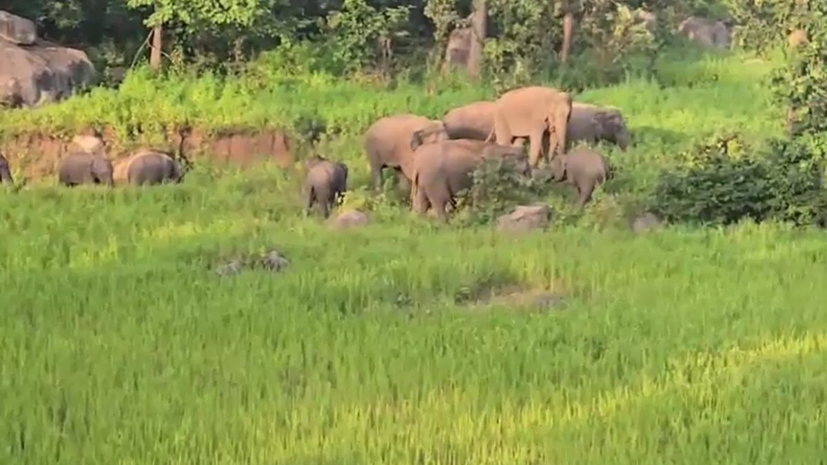Chhattisgarh Elephant Rampage 53 Elephants Damage Mission School Crops Tusker Enters Jashpur Town