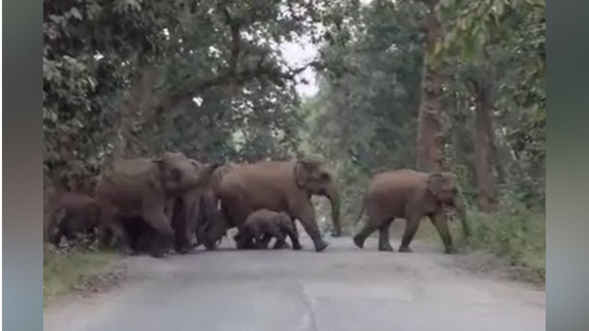 Chhattisgarh Elephant Rampage 53 Elephants Damage Mission School Crops Tusker Enters Jashpur Town