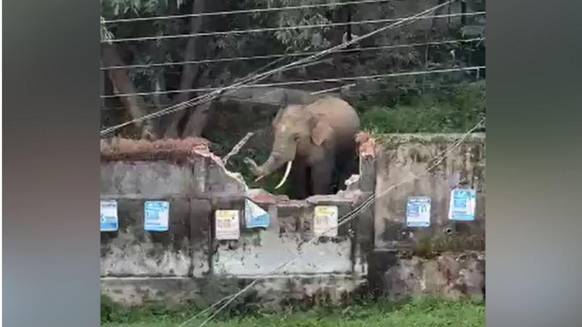 Chhattisgarh Elephant Rampage 53 Elephants Damage Mission School Crops Tusker Enters Jashpur Town