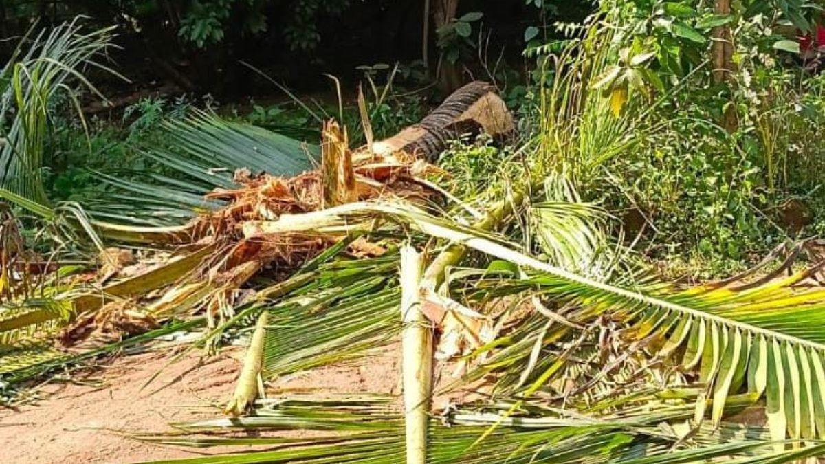 Chhattisgarh Elephant Rampage 53 Elephants Damage Mission School Crops Tusker Enters Jashpur Town