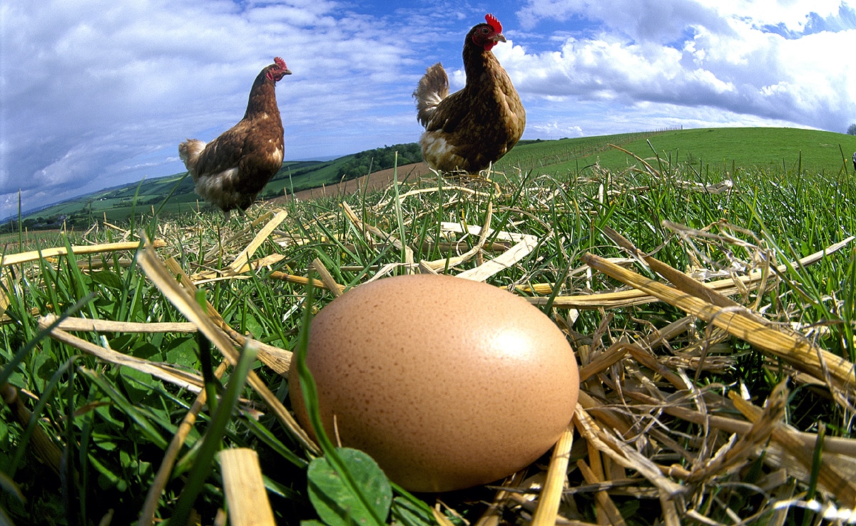  Chicken first or egg