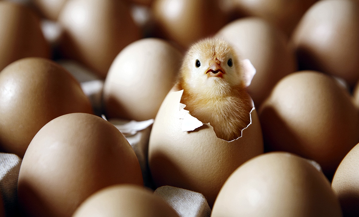  Chicken first or egg