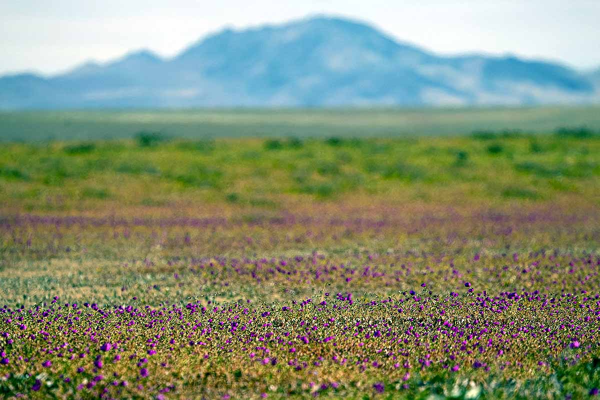 Atacama Desert flower