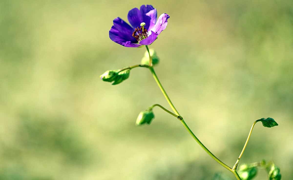 Atacama Desert flower
