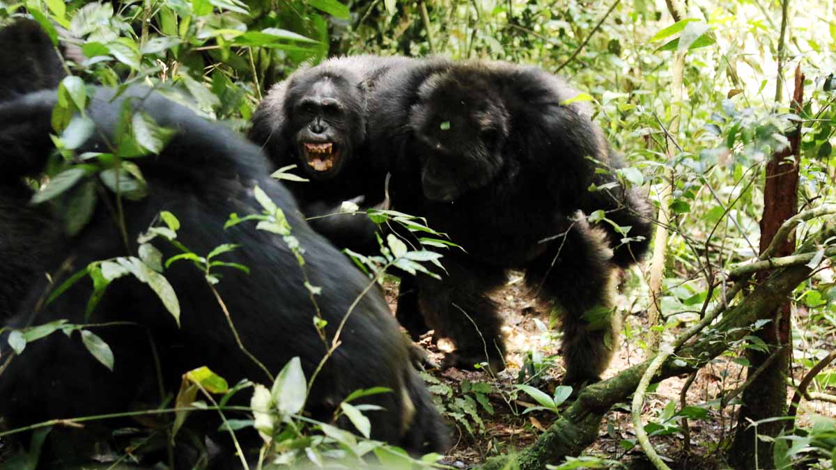 चिंपैंजी गृह युद्ध