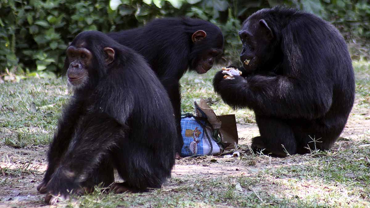 चिंपैंजी गृह युद्ध