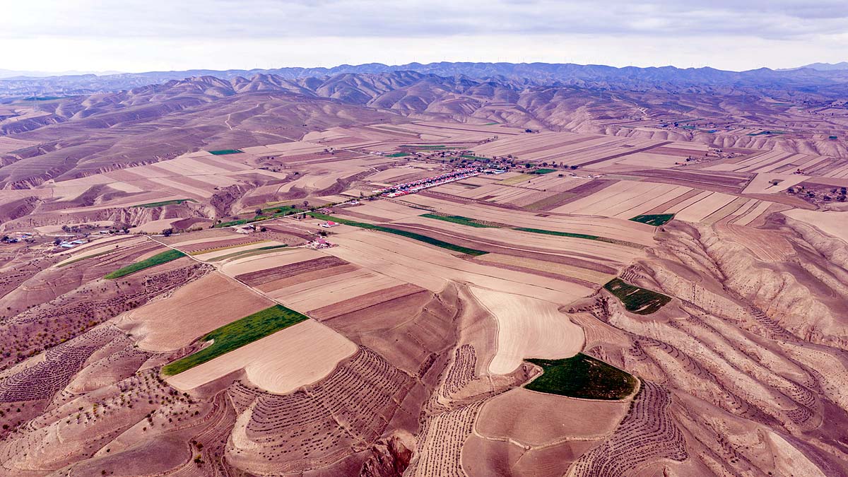 China Desert Plantation China Desert Plantation