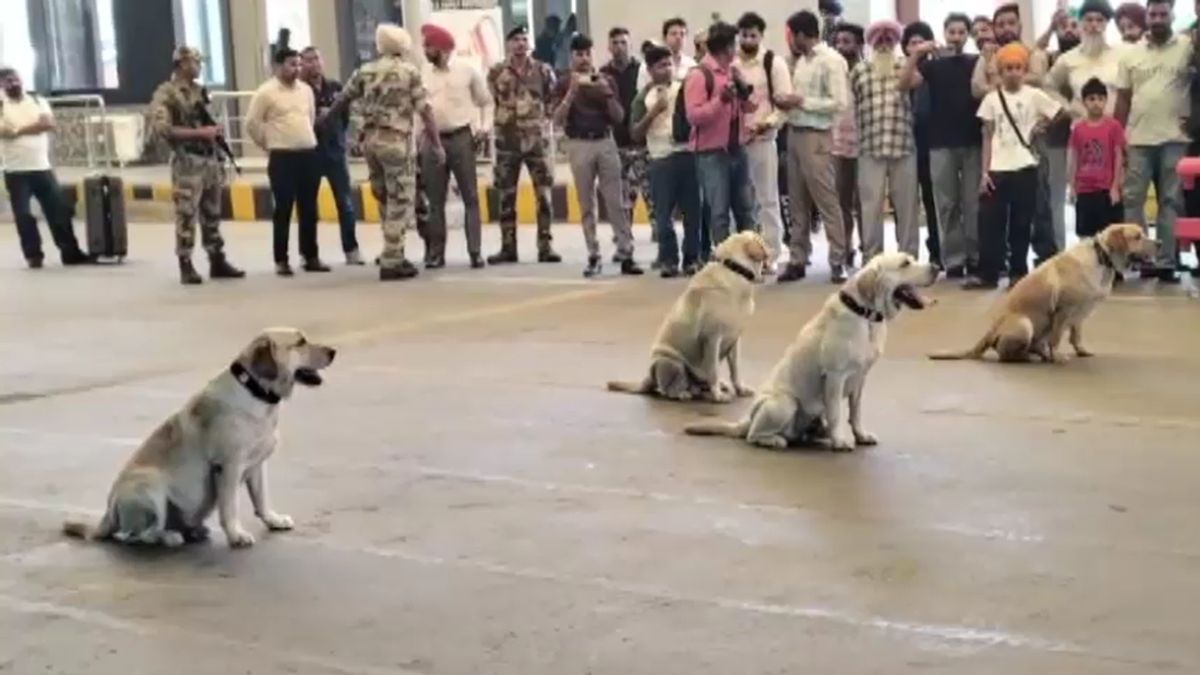 cisf sniffer dog max retirement amritsar airport heart touching story