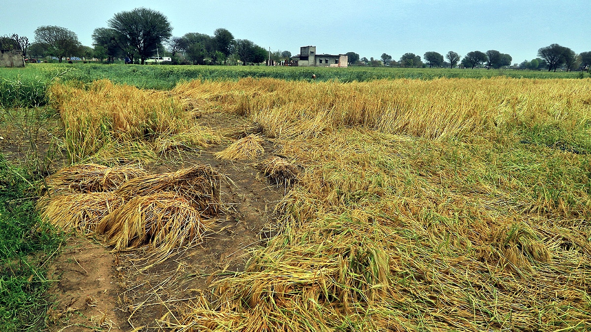 El Nino food forest water
