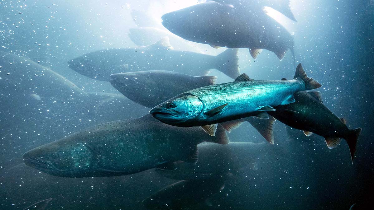 Cocaine pollution salmon wanderlust