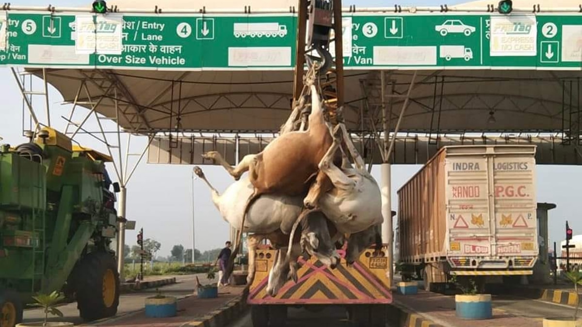 NH 45 सेमरी खुर्द सुल्तानपुर जिला रायसेन में हुए सड़क हादसे में गायों की मौत हो गई.