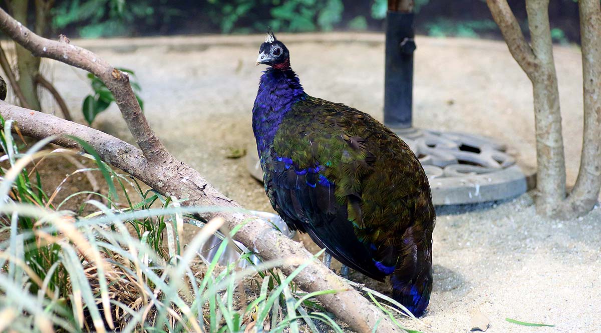Types of Peacocks Types of Peacocks