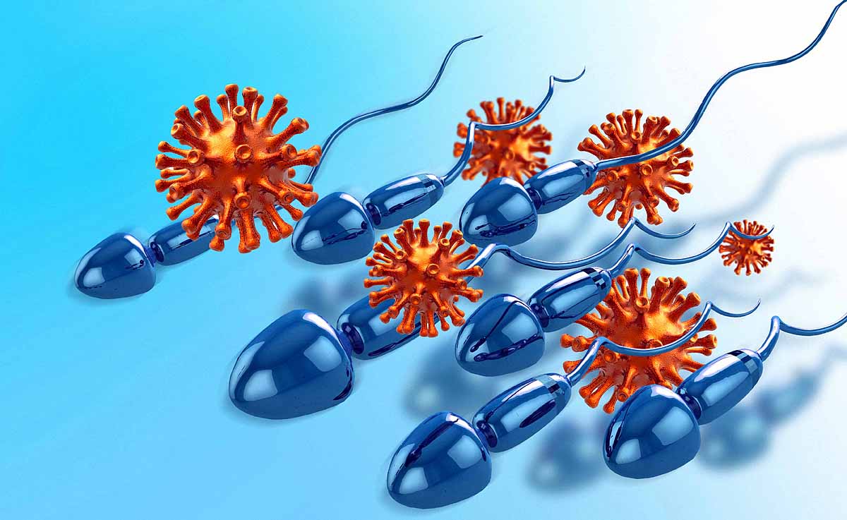  covid sperm infection