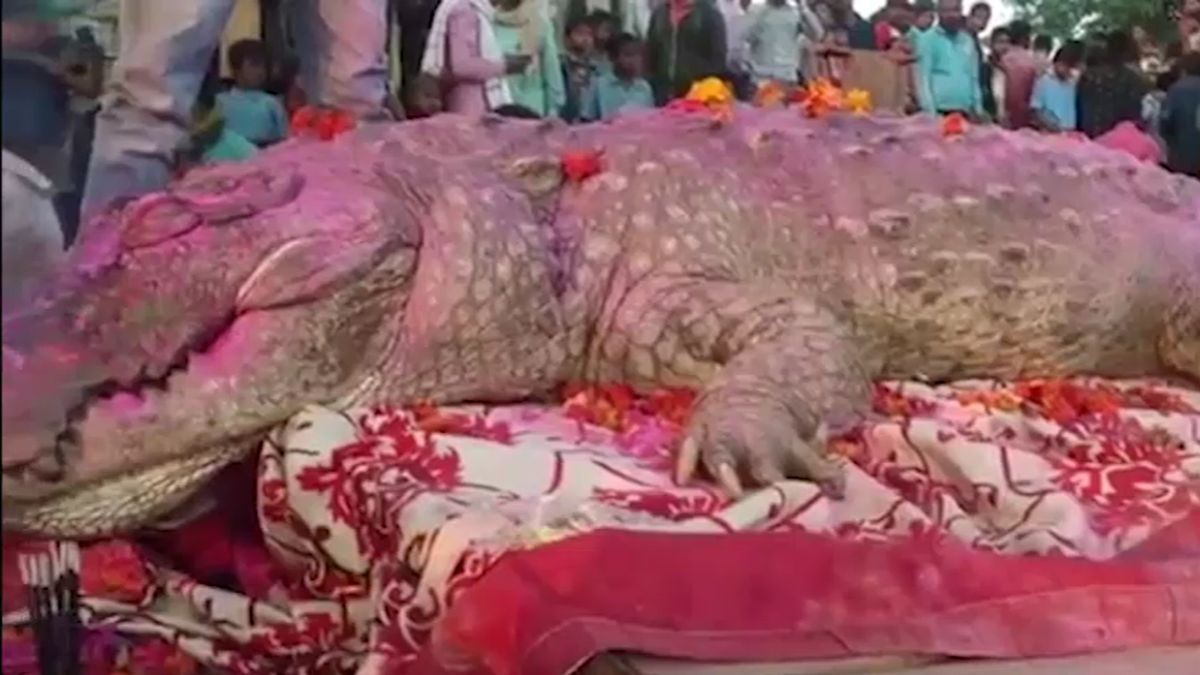 Crocodile gangaram 130 years life village pond humans aquatic creatures story Crocodile gangaram 130 years life village pond humans aquatic creatures story