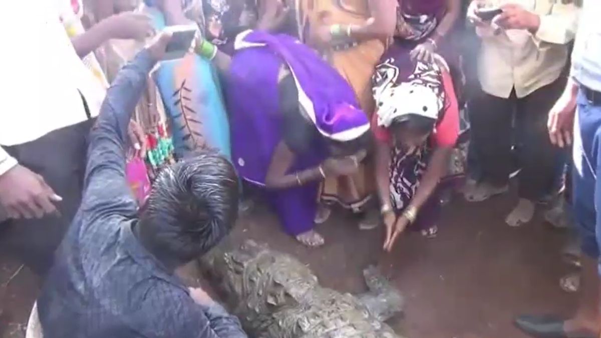 Crocodile gangaram 130 years life village pond humans aquatic creatures story Crocodile gangaram 130 years life village pond humans aquatic creatures story
