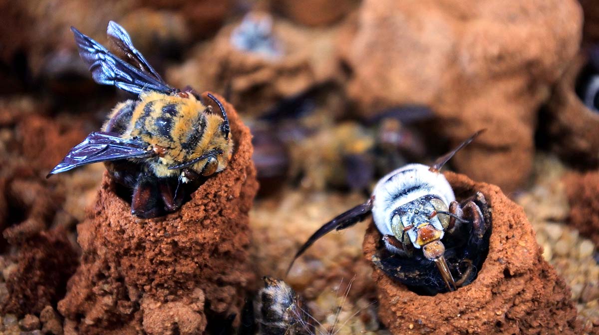 महिला के लिए खूनी संघर्ष