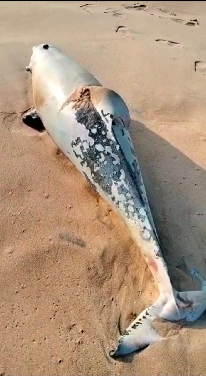 डॉल्फिन