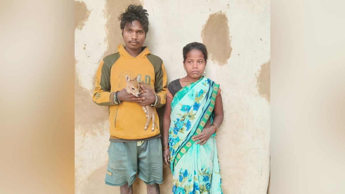 Deer fawn strays into Korba with goats rescued reunited with herd