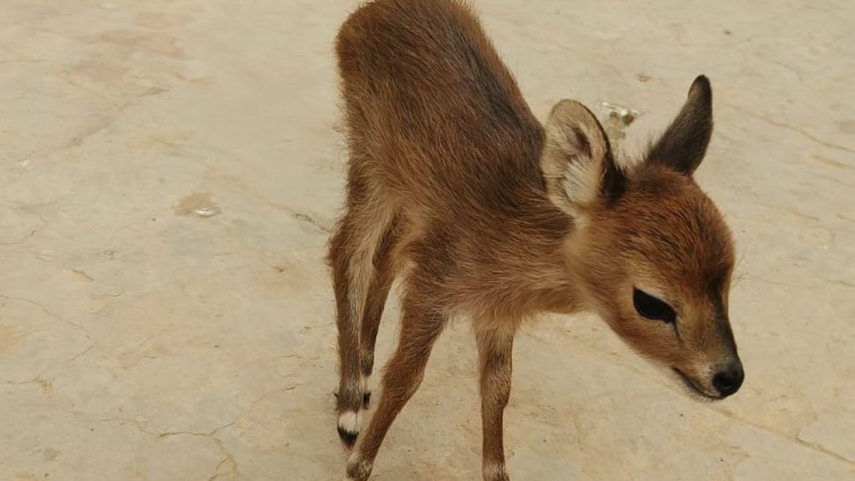 Deer fawn strays into Korba with goats rescued reunited with herd