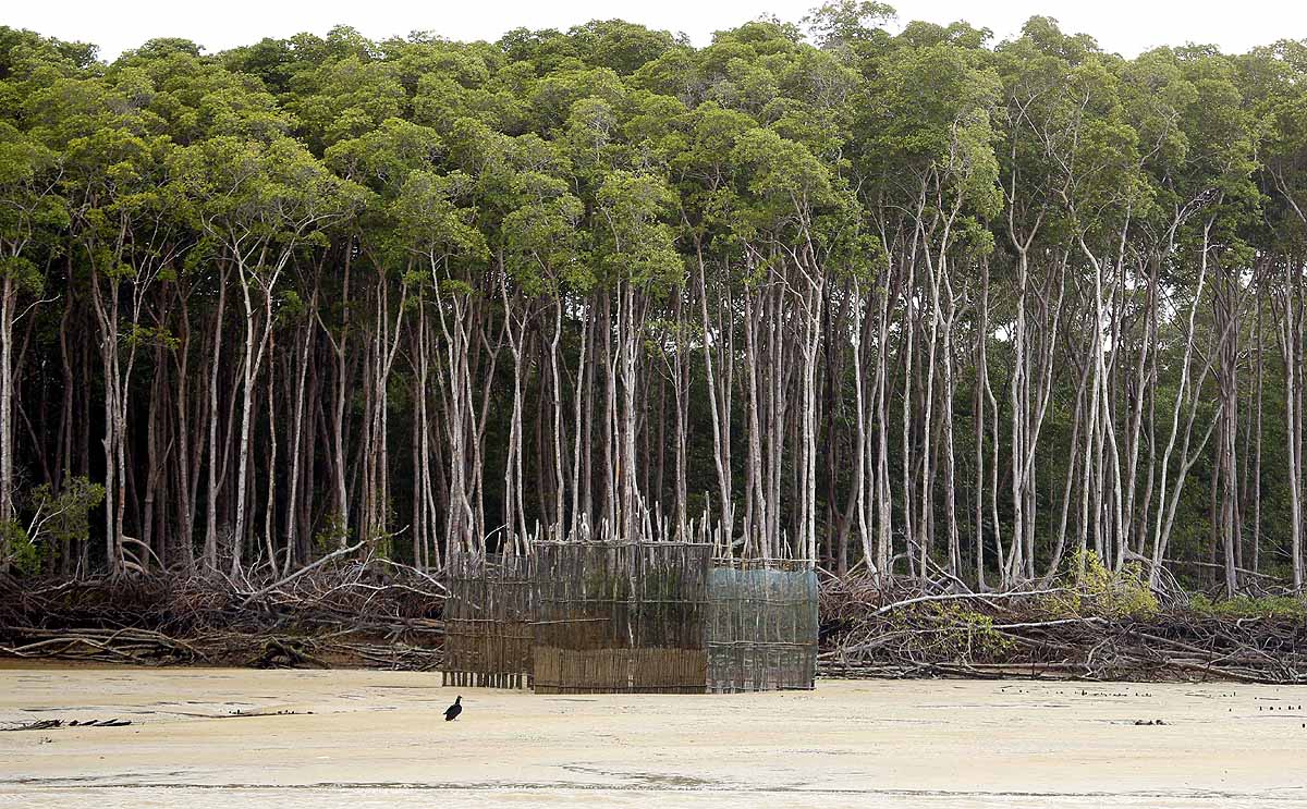 Deforestation kills 5 lakh people