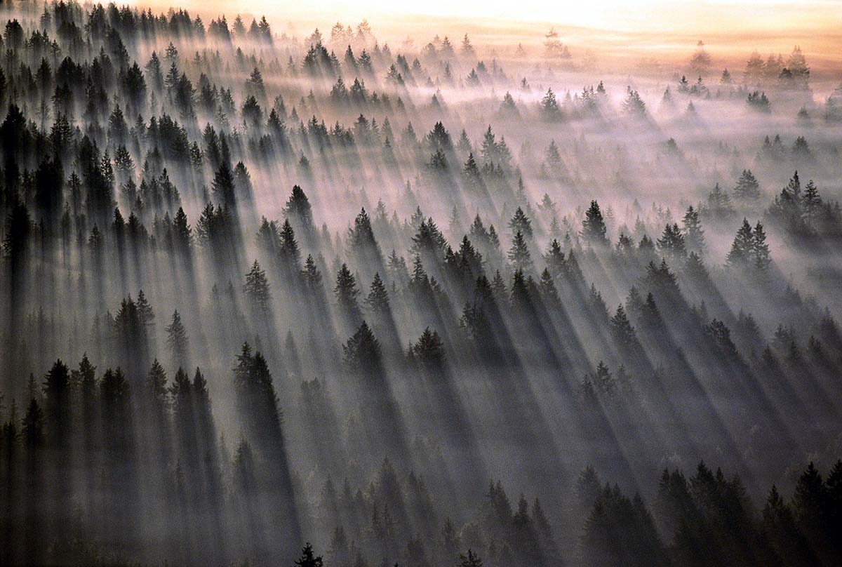 Deforestation kills 5 lakh people