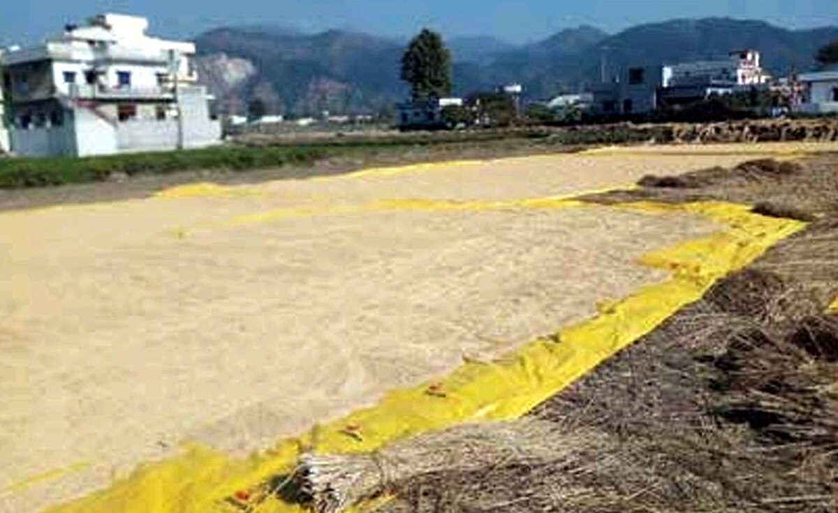 Dehradun Basmati शहरीकरण छीन रहा देहरादून बासमती की खुशबू... तेजी से