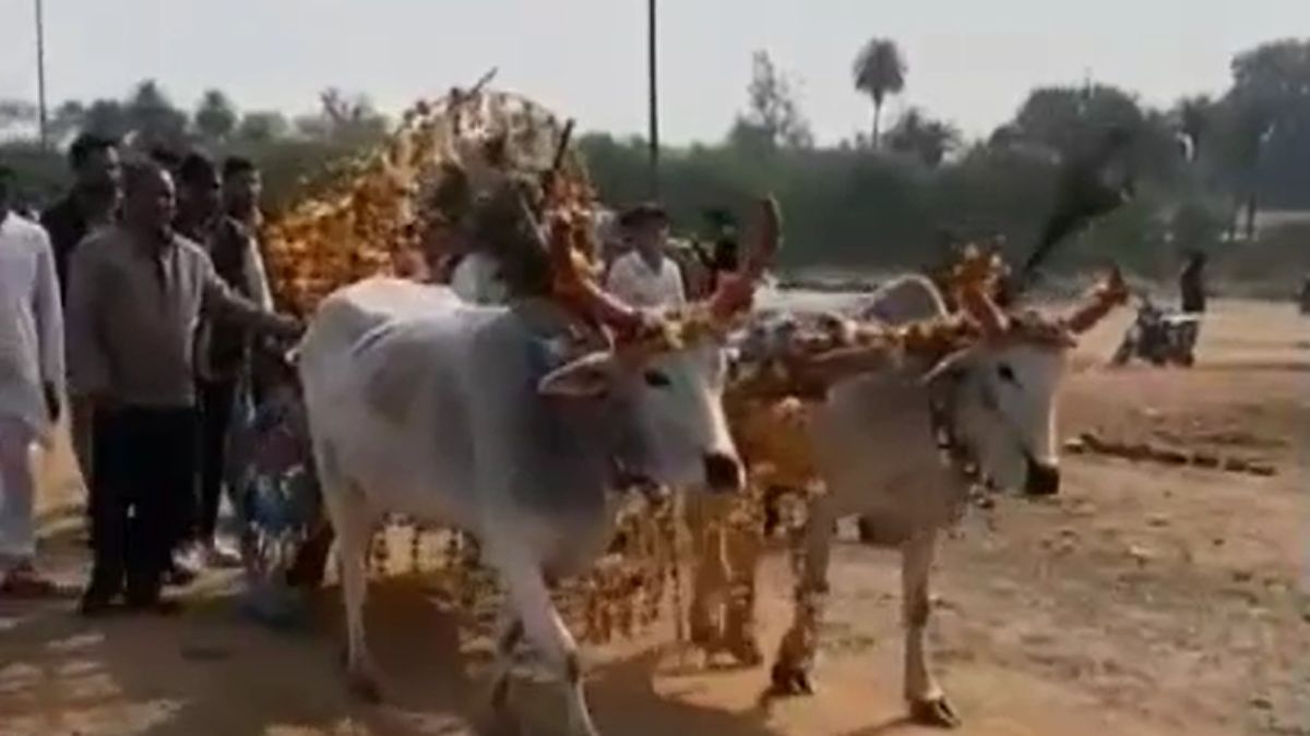 doctor groom bullock cart baraat unique traditional wedding vidisha