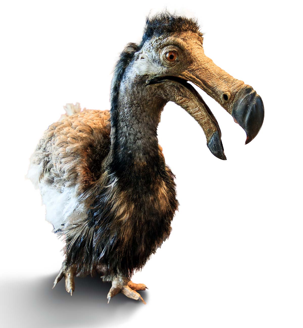Extinct Dodo Bird Extinct Dodo Bird