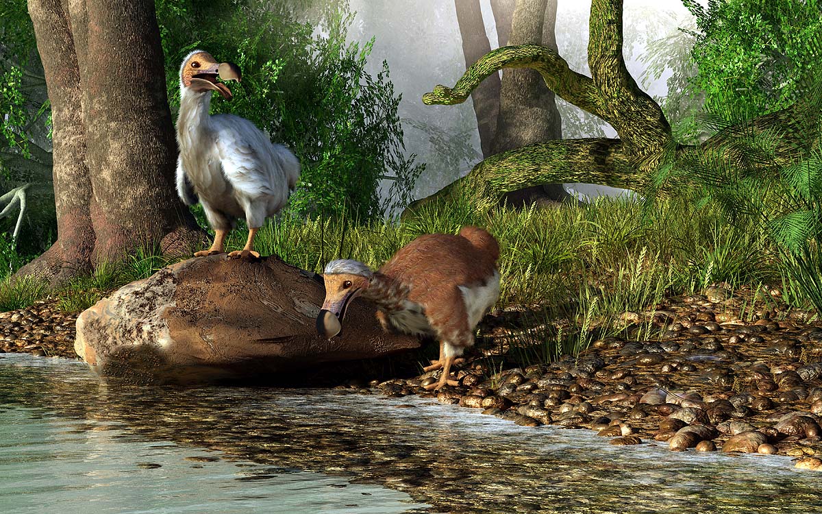 Extinct Dodo Bird Extinct Dodo Bird