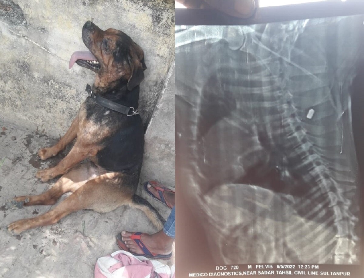 सुल्तानपुर