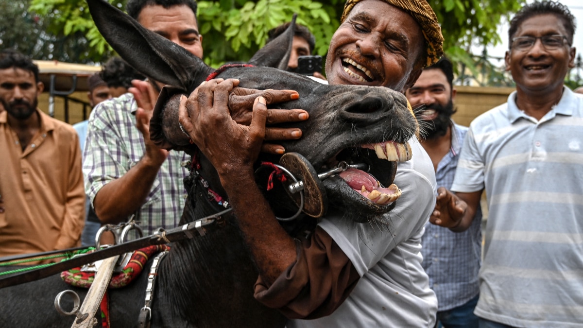 donkey race donkey race