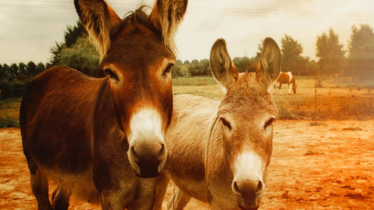 पाकिस्तानी गधों से दवा बना रहा था चीन (तस्वीर- Pexles)