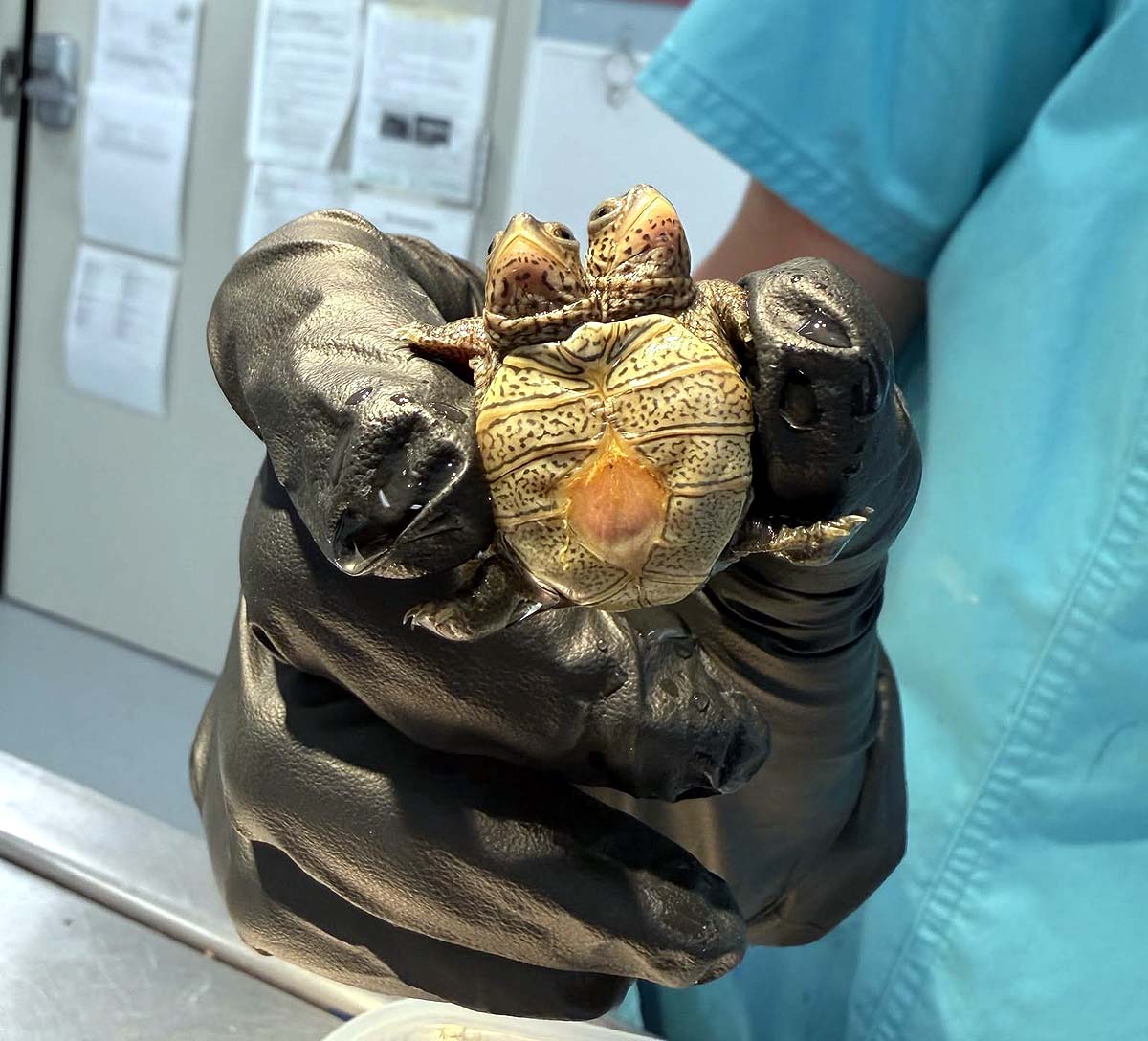 Two-Headed Turtle Two-Headed Turtle