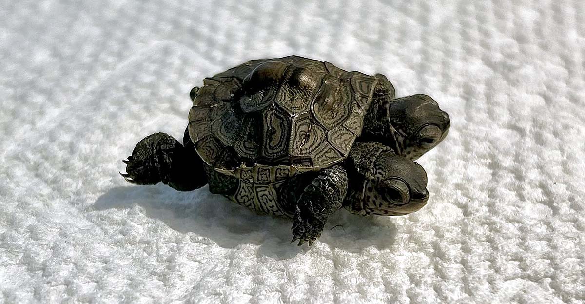 Two-Headed Turtle Two-Headed Turtle