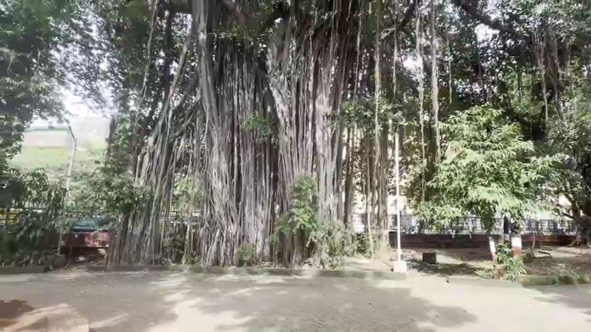 Dreams serenity and Mumbai college story of 110 year old banyan tree Dreams serenity and Mumbai college story of 110 year old banyan tree