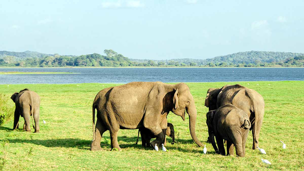 Nepal killer elephant Nepal killer elephant