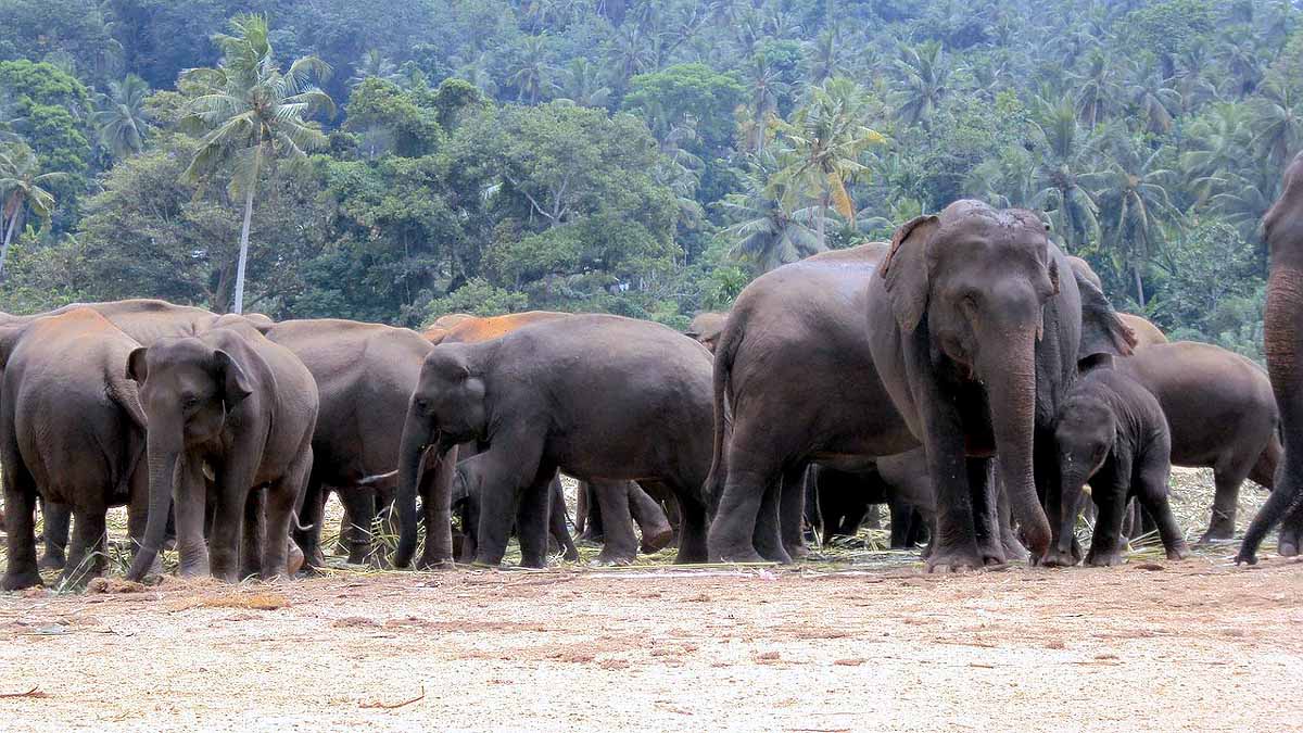 Nepal killer elephant Nepal killer elephant