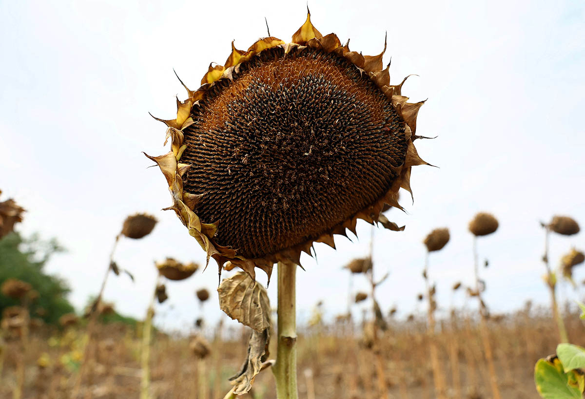 europe heatwave drought