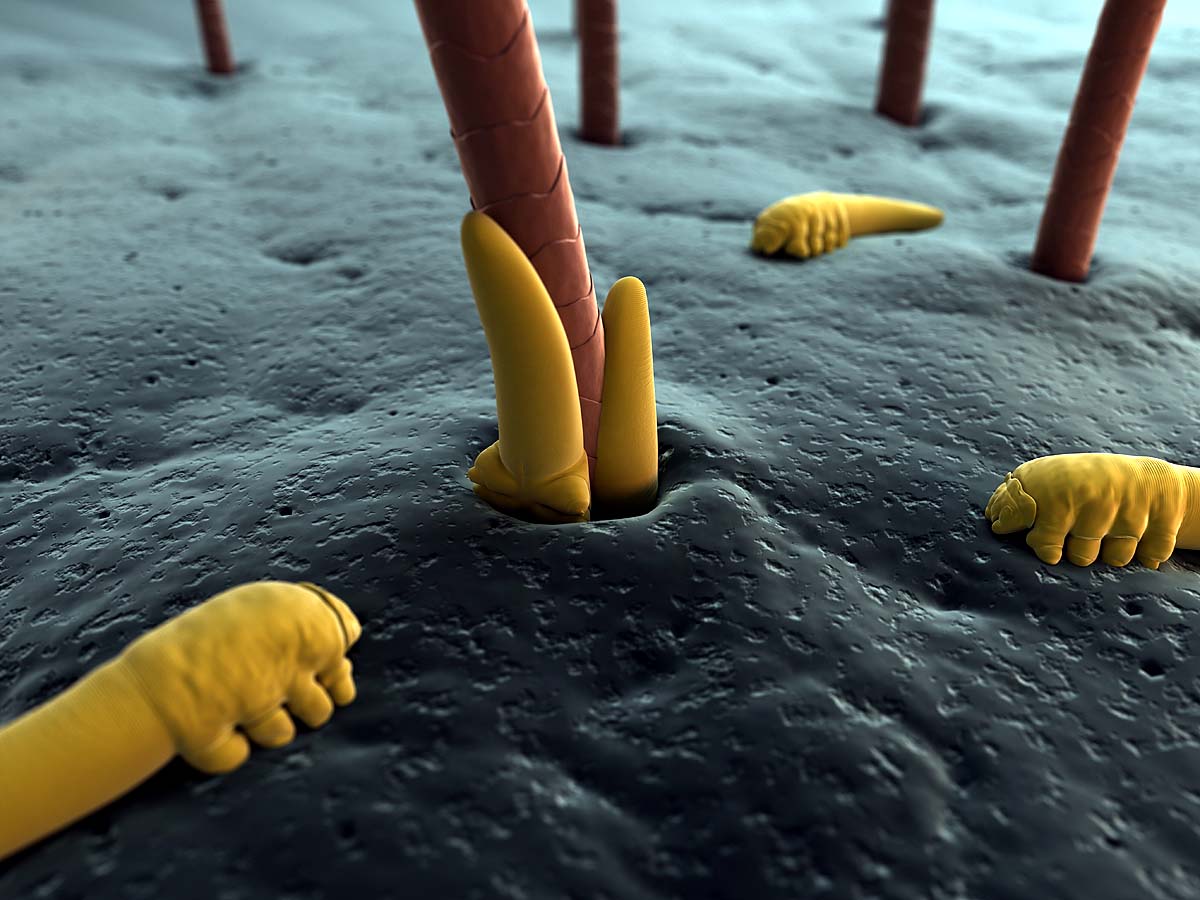 Face Mites Face Mites