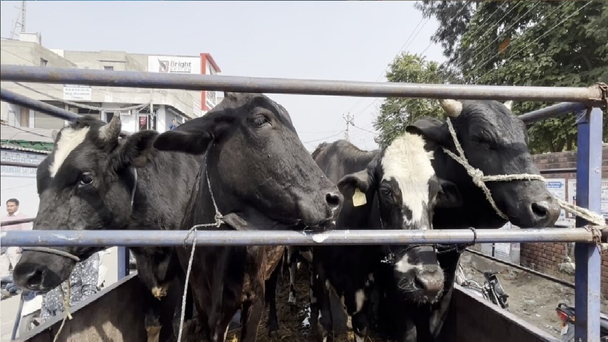 Farmers with stray animals