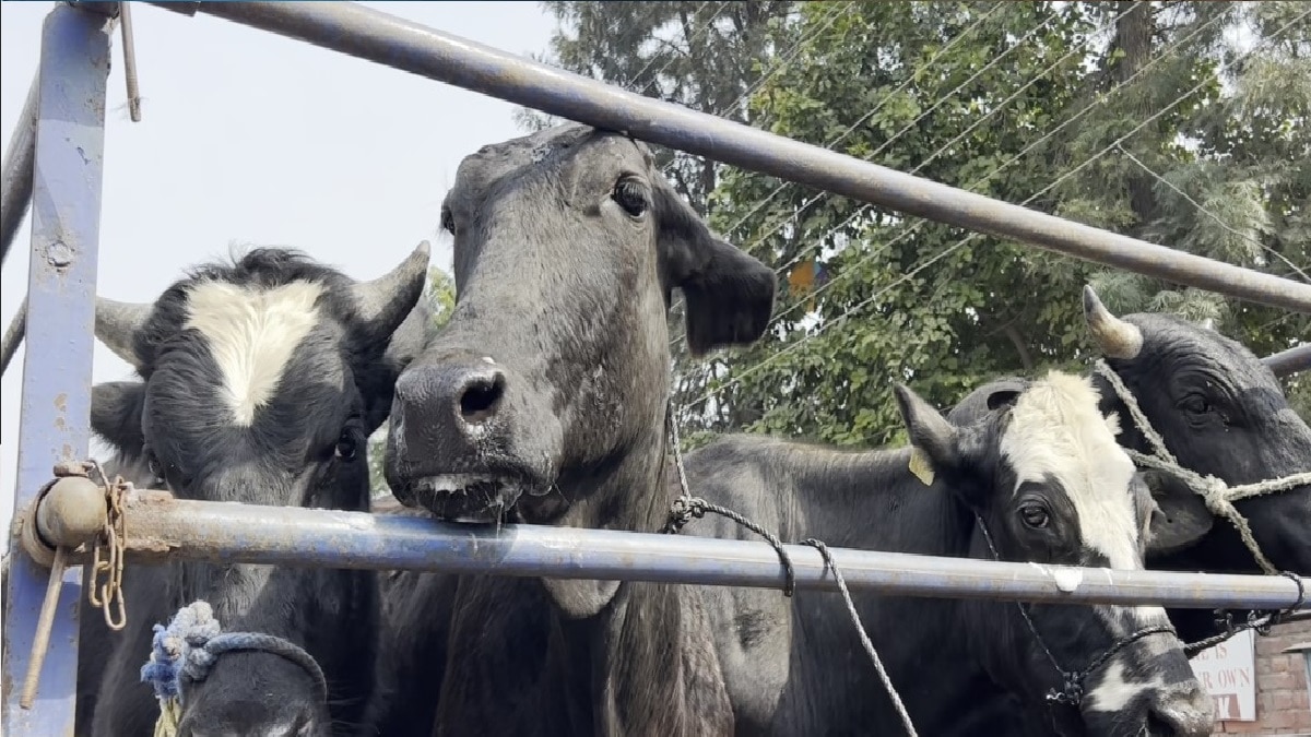 Farmers with stray animals