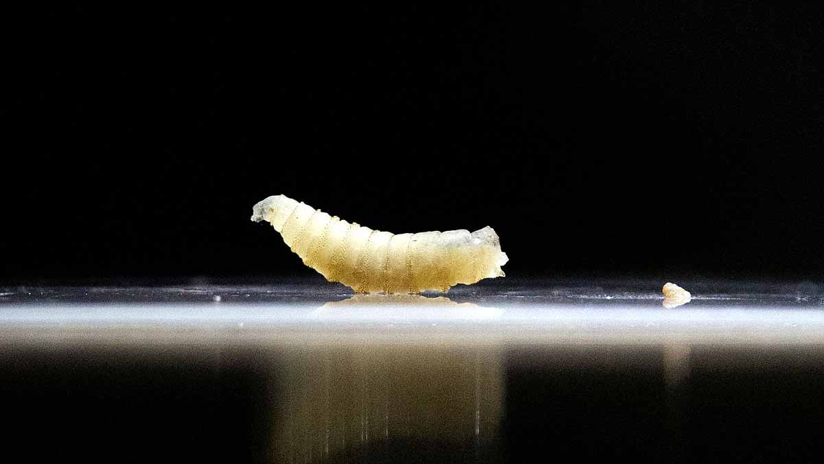 Flesh-eating parasite Flesh-eating parasite