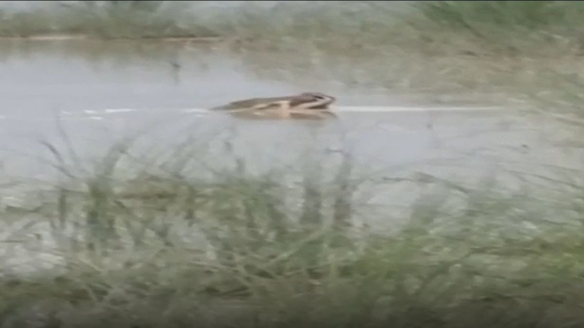 gangaram crocodile vs bahraich crocodile two faces of human crocodile relationship